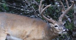 Deer Grunt