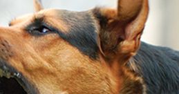 Dog Barking