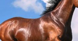 Galloping