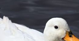 Ducks