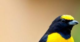 Natural voice of a bird