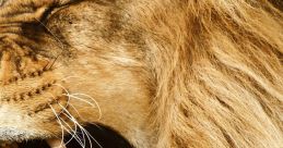 Roar