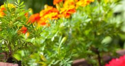 Gardening