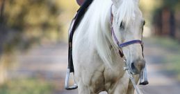 Horses & Dogs