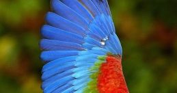 Animals and Birds