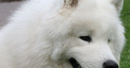 Samoyed Dogs