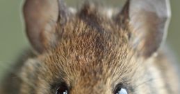 Mice