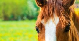 2 Horses (Actuality)
