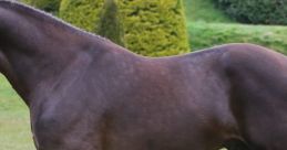 Horses 1
