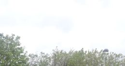Local Steam Trains
