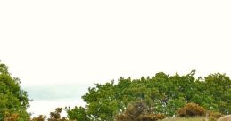 Hunters in a scenic landscape participate in a pheasant shoot, showcasing their skills with shotguns amidst greenery.