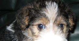 Wire-Haired Fox Terrier Dog