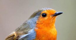British Birds