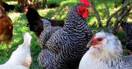 Chickens Chickens clips and effects, available to play and download.