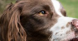 Close-up of a friendly Spaniel with lush brown fur and a cheerful expression, enjoying the outdoors on a sunny day.