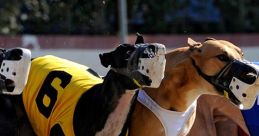 Greyhound Racing