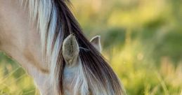 Horses On Turf