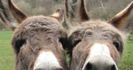 Donkeys