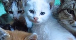 Cats and Kittens