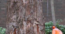 Tree-Felling