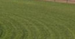 Horse On Turf (Studio)