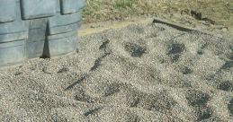 6 Horses On Gravel (Studio)