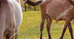 2 Horses On Turf (Studio)