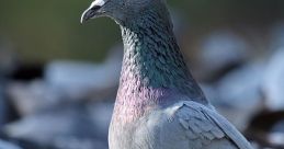 Pigeons