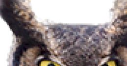 Owl Play screeching and hooting from Owls. #pacing #waiting #pacing the floor #i love to singa #no #shakes head