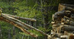 Logging FX