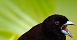 Bird and Calls