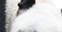 Giant Panda