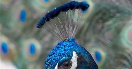 This - Peacock
