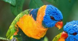 of Birds