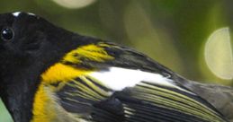 Hihi