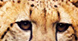 Cheetah