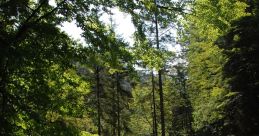 Crystal-clear stream flowing through lush greenery and rocky banks, perfect for nature lovers and outdoor enthusiasts.