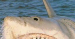 Jaws: The Revenge Shark Form the 4th worst movie in the world comes the first roaring shark in the franchise!