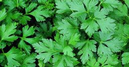 Parsley