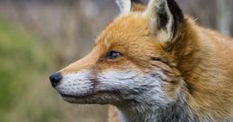 Fox Fox