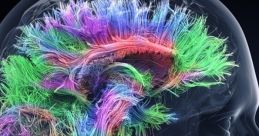 Brain Sendo