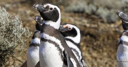 Desert Penguin