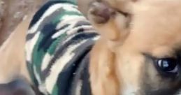 Fuckn dog