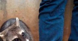 Raccoon Whisperer™