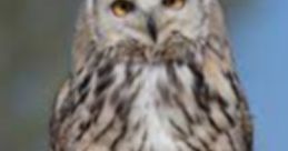 Majestic owl perched confidently on a rock, showcasing its striking feathers and piercing gaze, embodying tranquility.