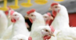 Poultry Productions
