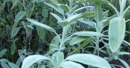 Sage