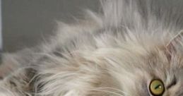 Cat Cat and effects.