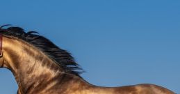 Horse Horse and effects.