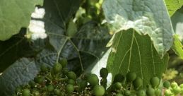 Vine
